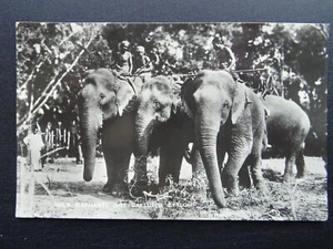 Sri Lanka - Ceylon WILD ELEPHANTS JUST CAPTURED c1950s RP Postcard by Plate Ltd - Picture 1 of 2