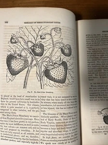 1846-47 Horticulturalist Volume I; Downing; As Is - Picture 1 of 11