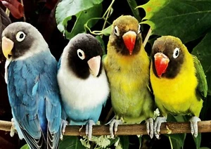 LOVEBIRD PARROTS - Wild Birds Poster Picture Print Sizes A5 to A0 **FREE DELIVER - Bild 1 von 7