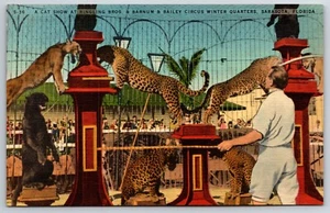"A Cat Show" Leopards Ringling Bros. Sarasota Leinen Postkarte c1935-50 sehr guter Zustand - Bild 1 von 2