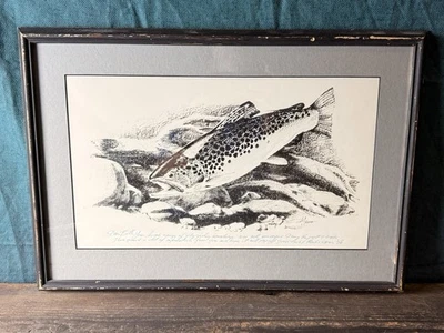 Impresión de trucha coloreada a mano Lo Andriese - Arte de presentación de pesca con mosca - Enmarcado Foto 1 de 4