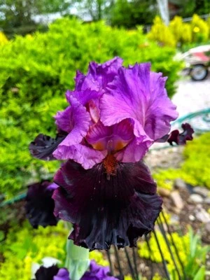 GERMAN Tall Bearded Iris "I'M BACK" - 1 Plant/ Rhizome - Image 1 of 3