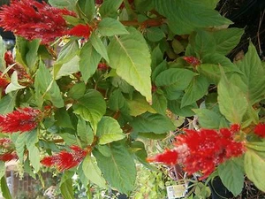 Cockscomb plant/ flowers Bare root (red) (EXPECT SUBSTITUTION) - Picture 1 of 1