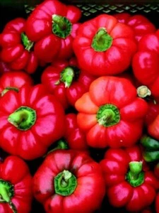 Pimiento Mustafa de Turquía - Pimiento Dulce - 5+ semillas - ¡HERENCIA TURCA! Ca 049 - Imagen 1 de 1