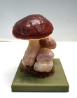 Br) Vintage SOMSO BoS 31 Model szkolny Grzyb kamienny Boletus edulis