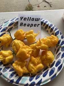 Yellow Reaper Hot Pepper Seeds 15+ Per Pack - Picture 1 of 12