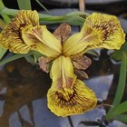 IRIS GERMANICA   IRIS SUMMER PERENNIAL PLANT aquaticIris Pseudacorus Tige