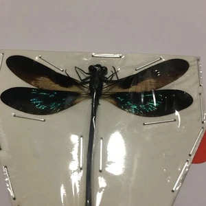 Juego de insectos/mariposas/polillas reales B2155 azul brillante damisela mosca Euphaea variegata - Imagen 1 de 2