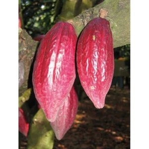 Red Cacao Cocoa Chocolate 40+ Seedss (Theobroma cacao) var. Red Criollo - Picture 1 of 6