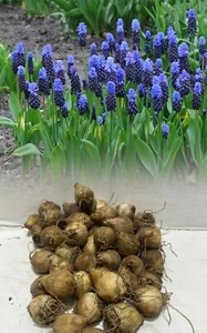 1-200 MUSCARI LATIFOLIUM GRAPE HYACINTHS BULBS TWO-TONE HARDY GARDEN PERENNIAL - Picture 1 of 7