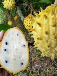 Rollinia (Brazilian Custard Apple) - Fast Growing Fruit Tastes Like Vanilla - Picture 1 of 3