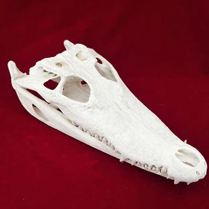 Crocodile Head Skull Specimen Skeleton Animal Specimen Decor Collection 1pc - Picture 1 of 5