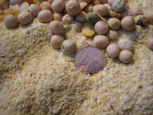 3,18 EUR / Kg ERBSENMEHL 2,5Kg Erbsenprotein - Bild 1 von 1