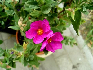 Zistrose "Cistus incanus" pink große Blüte ,Pflanze 25 cm Topf, BIO, Teepflanze - Bild 1 von 2