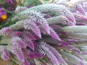 Celosia Flamingo Feather, Approx. 30 seeds Excellent Bedding or Cut Flower - Picture 1 of 3