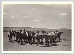 Postcard Bactrian Camel Herd in Mongolia's Gobi Region Camelus ferus - Picture 1 of 2