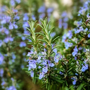 ROSEMARY 10 seeds IMPROVES MEMORY Italian cuisine CULINARY HERB perennial garden - Picture 1 of 4