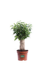 Pianta di Ficus Benjamin Natasja Bonsai vero ornamentale da appartamento in vaso