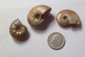 Lote de 3 FÓSILES DE AMONITA IRIDISCENTES opalizados 100 millones de años Madagascar - Imagen 1 de 6