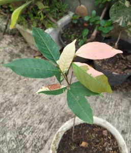 Nephelium Lappaceum Árbol Frutal Variegado Rambután Imagen Real PLANTA RARA - Imagen 1 de 3