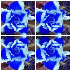 Blue Ice Desert Rose Seeds Adenium Obesum Drought Tolerant Seed Free Postage - Picture 1 of 1