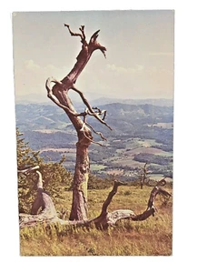View from Whitetop Mountain in Virginia VA Appalachian Mountains Postcard - Picture 1 of 2