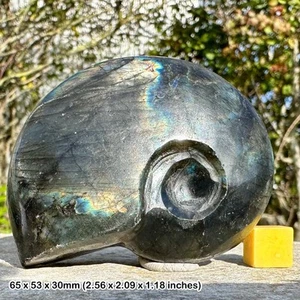 A-grade labradorite carved ammonite shapes, polished from madagascar, genuine - Picture 1 of 1