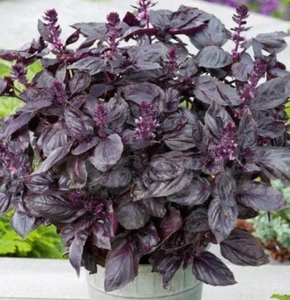 Garden Seeds Basil Purple 190+ Seeds untreated Non GMO Full Grown plants - Picture 1 of 6