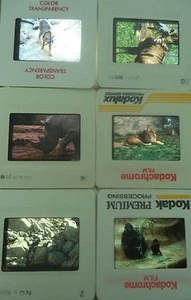 6 Original Vintage 35mm Kodak Photo Color Slide Animals Kodachrome Transparency - Picture 1 of 10