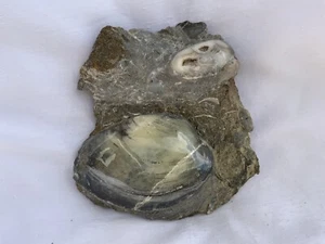 Double Fossil Bivalve Scunthorpe Polished Cardinia Sp 200 Million Years, Rare ! - Picture 1 of 6