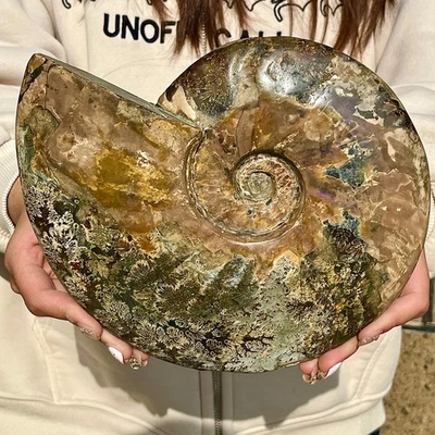 5.11lb Rare natural Natural conch fossil specimens of Madagascar - Image 1 of 4