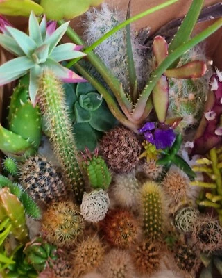 Cacti Cuttings Cactus  Succulent Collectors Echinopsis Euphorbia Pack Mix Sat - image 1 of 4