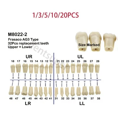Frasaco AG3 Typodont Fit 32 Одиночных Размера Зубная Винтовая Практическая Модель Зубов - Изображение 1 из 4