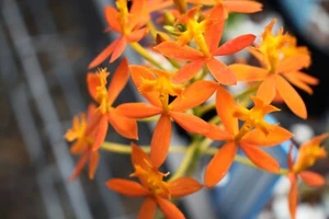 Orchid Plant - Epidendrum - Epi. ibaguense - species - Picture 1 of 5