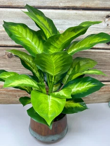 18" Lg Artificial AGLAONEMA DIEFFENBACHIA faux Silk plant in Copper Pot - Picture 1 of 11