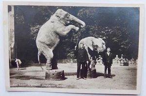 Elefanten Trainingszoo Dresden deutsche Postkarte gest. Deutschland-Estland 1933 - Bild 1 von 2