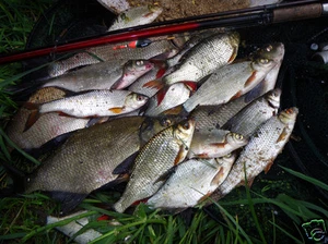 Rapido Magic spez 10 kg   Lockfutter Angelfutter  Karpfen  Rotaugen 2,65 €/kg - Bild 1 von 1