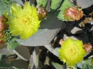 1 Pad Spineless Prickly Pear Cactus Cold Hardy Superfood Thornless Yellow Flower - Picture 1 of 12