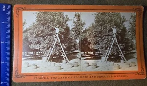 Vintage Stereoskop Karten Sammlung (7) - Tropical Florida Flora Motiv - Bild 1 von 10