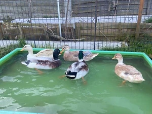 🐤6❎Miniature Appleyard Duck Eggs✳️Very good for incubator ❇️Free Shipping ✅ - Picture 1 of 12