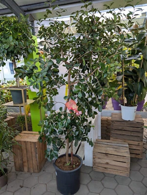 Psidium cattleianum guava alla fragola 1,8-2,2 m XXL deliziosi frutti sani albero da frutto - Immagine 1 di 3