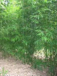 Graceful Bamboo - Bambusa Textilis Gracilis-1 Gallon Size-Clumping, Non-Invasive - Picture 1 of 2