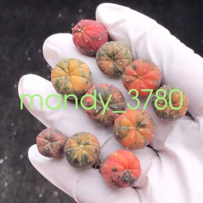 10PCS 1.5-2.5cm  Astrophytum asterias varigated cactus succulent plant seedlings - Image 1 of 4