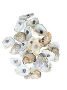 35PCS Oyster Shells 2.5"-4" Natural from USA for Crafts, Vase Fillers, Decor etc - Picture 1 of 5
