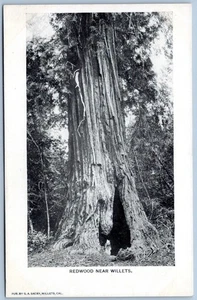 Postkarte CA Willits California Redwood Tree Mendocino County CA30 - Bild 1 von 2