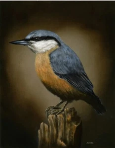 NEW PAUL SHIERS ORIGINAL "Nuthatch" wildlife bird birds rspb OIL PAINTING - Picture 1 of 1