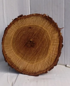Hickory Live Edge Round Slice Slab Cookie Unfinished Wood Woodworking W473 - Picture 1 of 3