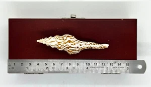 Nikobarspindel (Fusinus nicobaricus) -- 3,50 x 1,00 Zoll ca. / ~ 88mm - Bild 1 von 2