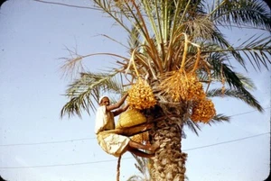 Diapositiva 35 mm vintage raccoglitore date raccolta da albero da datario tripoli, libia 1952 32 - Foto 1 di 3