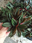 Peperomia Cape Rosso 1 Pflanze Mit Wurzel Erforderlich Der Innenseite Easy 5 CM